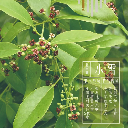 小雪同频 | 天空中没有彩虹，我心里有