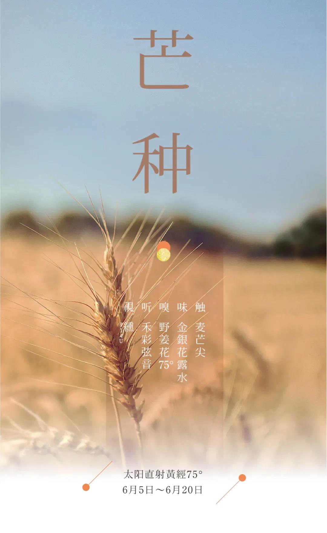 节气五感 | 芒种 耕种心里一亩田