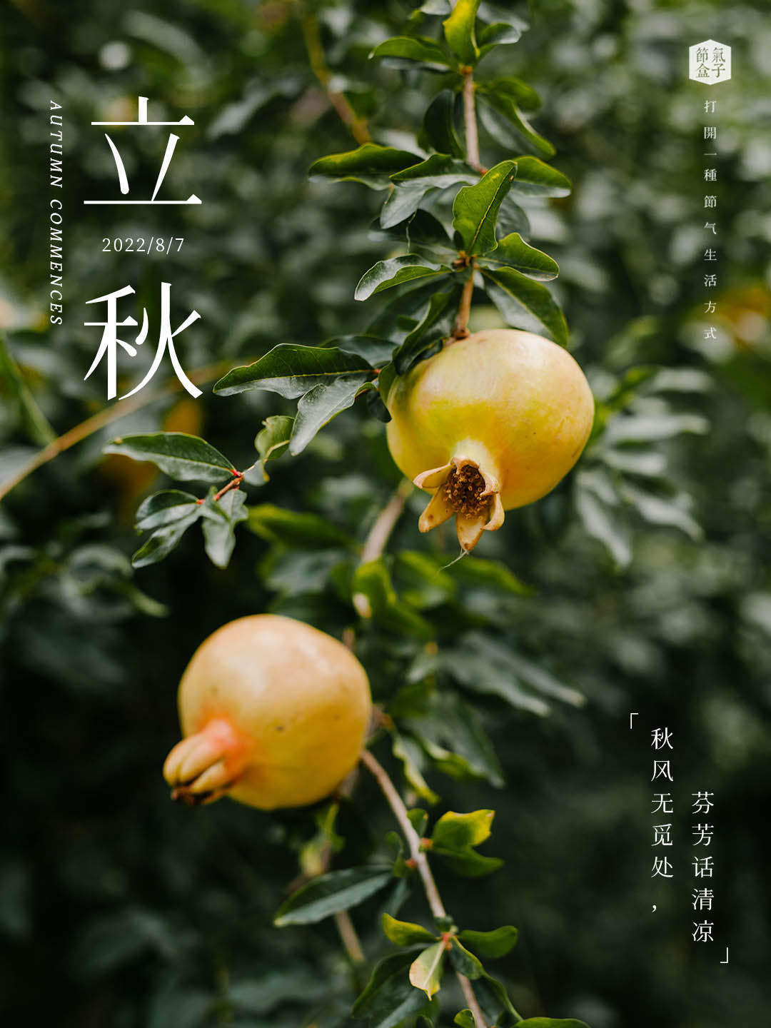立秋手账 | 不要错过“云”